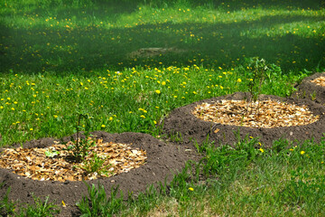 Closeup, spreading barkdust or mulch over a young trees, soil ph and temperature regulation, boxwood hedges and bark mulch.