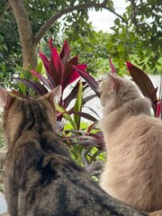 two cats in the garden
