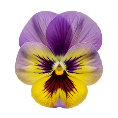 Vibrant purple and yellow pansy flower, realistic face-like pattern, sharp focus, high detail, ideal for spring designs, Mother's Day, greeting cards, educational content.