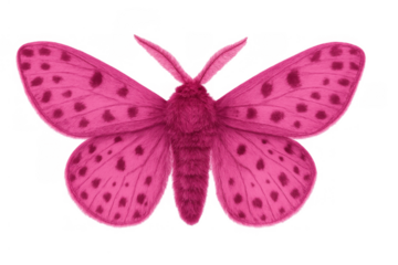 Pink moth with fuzzy body and spotted wings, presenting entomology illustration, on clean transparent background
