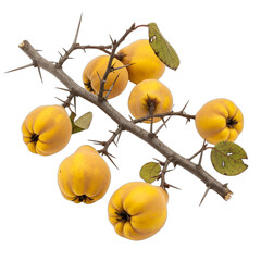 Fallen quince branch with sharp thorns, high detail and realistic texture, studio lighting, isolated on transparent background. Perfect for botanical studies, educational content,