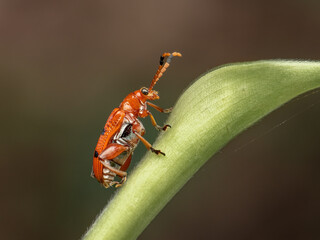 Side view black-spotted leaf beetle (Lema quadripunctata) perched on green leaf in a rainforest in Java, Indonesia.