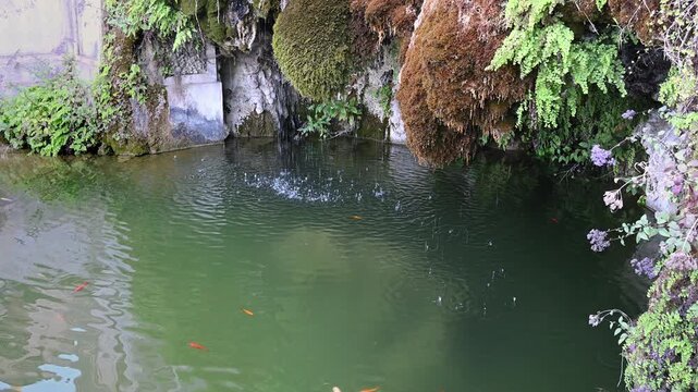 Pond with small, colourful fish