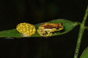 A Feihyla vittiger (Indonesian bubble-nest frog) lays its eggs (ootheca) on a leaf in a rainforest in Java, Indonesia.