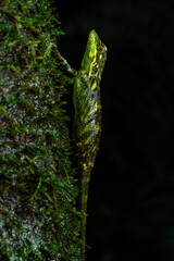 Lesser tree agamid (Pseudocalotes tympanistriga) is native to rainforest in Java, Indonesia. 
