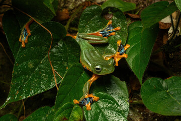 Rhacophorus reinwardtii or Green flying frog in a rainforest in Central Java, Indonesia. 