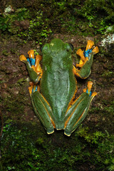 Rhacophorus reinwardtii or Green flying frog in a rainforest in Central Java, Indonesia. 