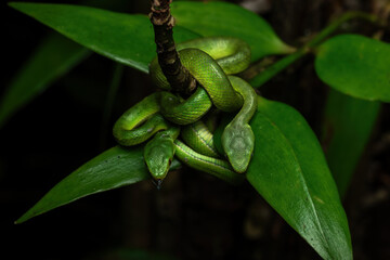 A pair of Trimeresurus albolabris, the white-lipped pit viper or white-lipped tree viper in a rainforest in Java, Indonesia. The species is a venomous pit viper species endemic to Southeast Asia.