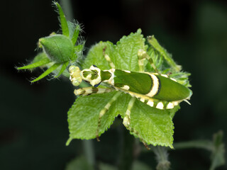 Creobroter gemmatus (Jeweled flower mantis) is a species of praying mantis native to Asia.