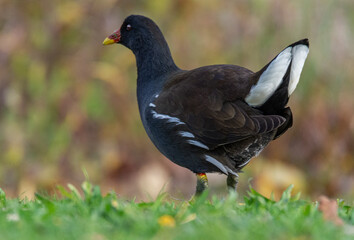Obraz premium Moorhen 