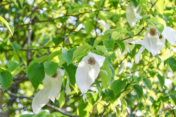 ハンカチノキ　Handkerchief tree