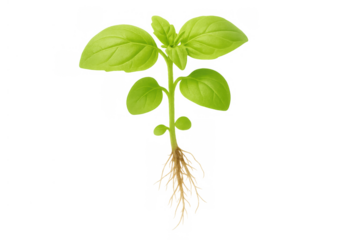 Green basil sprout displaying fresh leaves and developing brown roots, symbolizing planting, horticulture, and organic food concepts