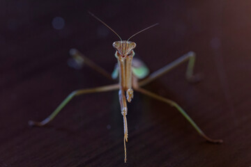 正面から見たダークヒーロー的なカマキリのイメージ

