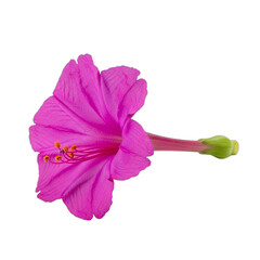 Vibrant magenta four o'clock flower, a realistic afternoon bloomer with sharp focus and high detail, isolated on transparent background. Perfect for spring designs, wedding invitations,