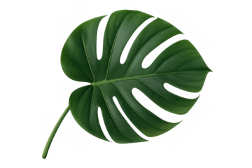 Monstera deliciosa leaf showcasing lush green botanical beauty and tropical nature, isolated with a transparent background