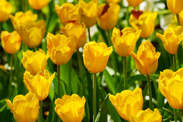 Yellow tulip flowers garden, Yellow tulip flowers garden, Yellow tulip flowers garden spring season