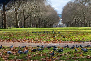 Walking in Green Park in London in December, surrounded by lush trees, open lawns, and peaceful paths, place for relaxation and scenic walks
