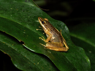 A Javan White-lipped Frog (Chalcorana chalconota) perched on a leaf in a rainforest in Central Java, Indonesia.