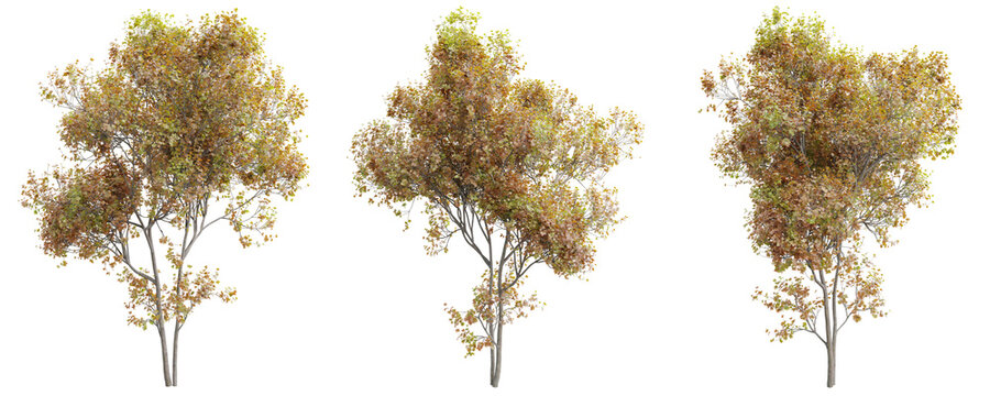 Silver Maple (Acer saccharinum) tree collection featuring autumn yellow foliage and winter snow-covered branches isolated on transparent background 3d rendering png