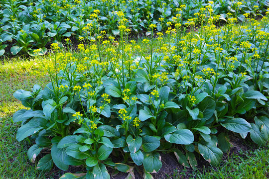 Choy Sum or flowering white cabbage growing in a garden bed