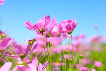 Fototapeta premium Pink cosmos flower under the blue sky.