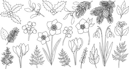 Collection of Winter Plants and Flowers Outline: Holly, Mistletoe, Snowdrops, Crocuses, Fir Branches, and Other Christmas Elements