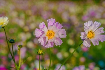 光を浴びて輝く満開の花びらが筒状の淡いピンクのコスモス
