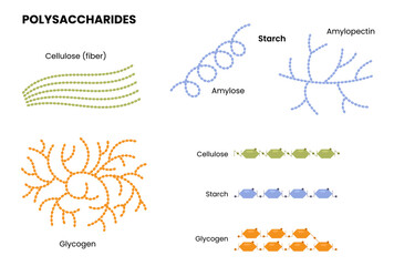 Vector illustration showing examples of polysaccharides such as starch, glycogen, and cellulose