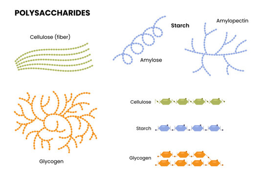 Vector illustration showing examples of polysaccharides such as starch, glycogen, and cellulose