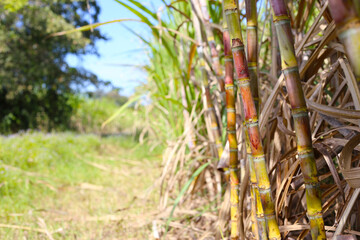 Sugarcane plants ready for harvest