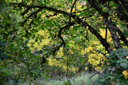Avellano con fondo amarillo de fresnos oto&ntilde;ales, Balouta, Ancares leoneses