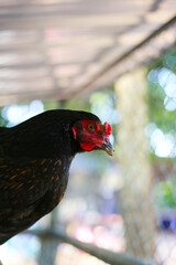 Chickens on the farm, close-up