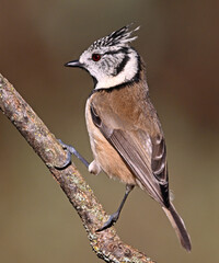 a crested tit perched on a branch © alberto
