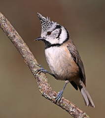 a crested tit perched on a branch © alberto