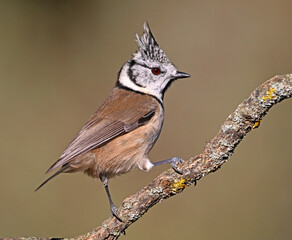 a crested tit perched on a branch