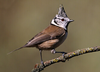 a crested tit perched on a branch