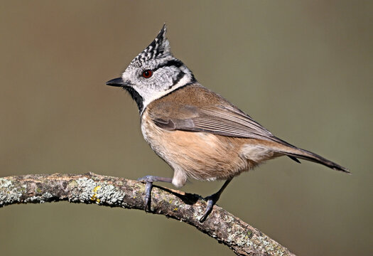 a crested tit perched on a branch