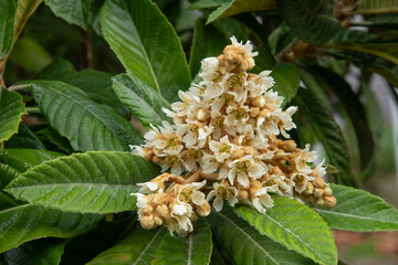 Loquat blossoms on tree