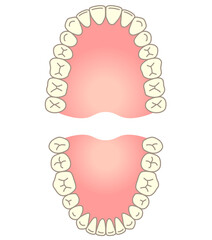 歯列　上顎と下顎 © koti
