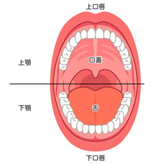 口の中　口腔内の構造 © koti
