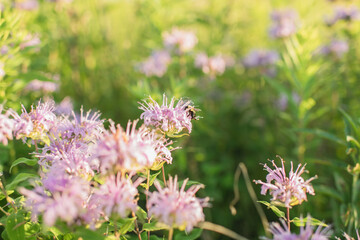 Bee pollinating wild bergamot flowers in a sunlit meadow, highlighting native prairie plants, soft focus, and summer wildlife interaction