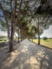 Obraz premium Straight gravel path of the Promenade des Annamites in La Londe les Maures, France, lined with tall pine trees on both sides, creating a shaded walkway through a green park.