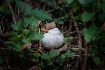 Close up of a white Roman snail Helix pomatia shell lying on leaf litter in a shaded forest undergrowth, shot with selective focus that blurs green plants around the empty spiral shell.