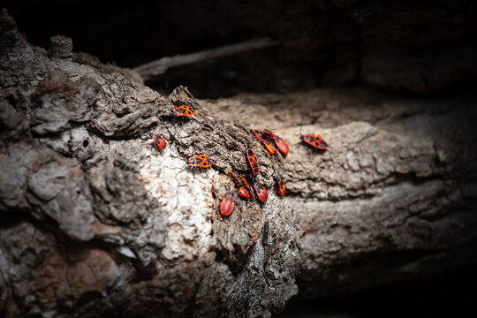 Cluster of European firebugs Pyrrhocoris apterus crawling over rough tree bark in a woodland setting, their red and black patterned bodies forming a strong contrast against the textured brown wood sur