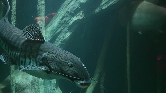 Big cat fish close up underwater footage