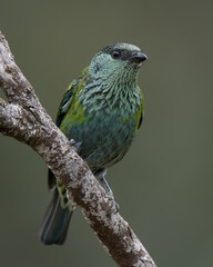 Black-capped Tanager (Stilpnia heinei) female perched on branch, Andean cloud forest bird