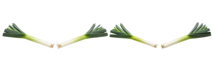 Set of Four Leek (Allium ampeloprasum) in Natural Arrangement, Isolated on White Background, Oil Paint