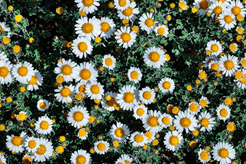 Close-up of pretty white flowers of the Asteraceae family blooming in a summer garden.
