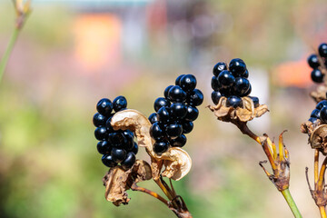 Black seeds of the belamcanda that ripened in autumn.