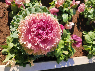 日差しを浴びる葉牡丹